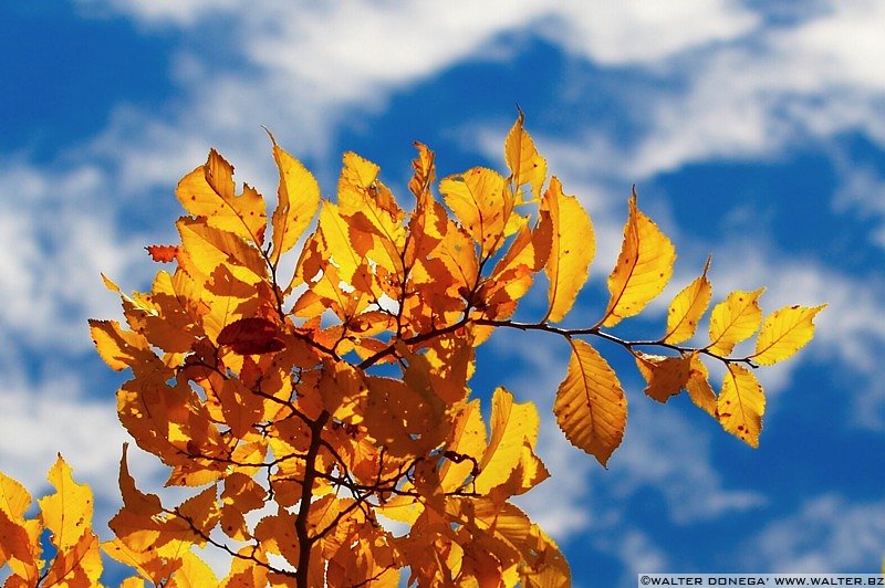 IMG_7575 Colori dell'autunno sul Renon