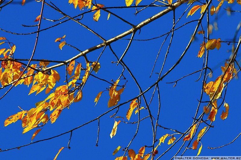 IMG_7581 Colori dell'autunno sul Renon