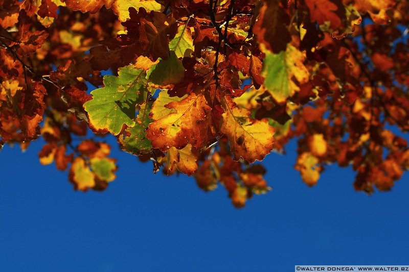IMG_7598 Colori dell'autunno sul Renon