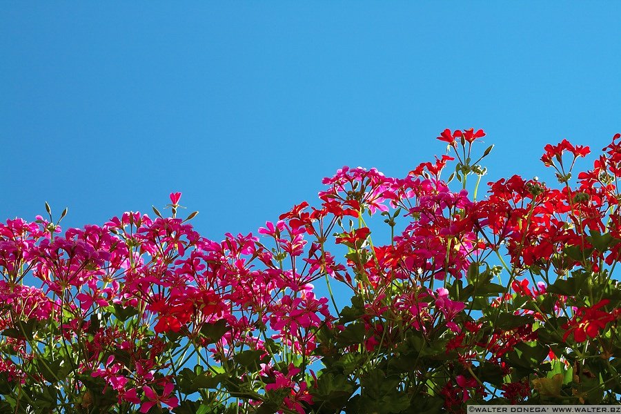 IMG_4810 Colori estivi sul Renon