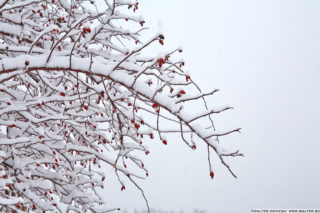 07 Sul Renon sotto la neve