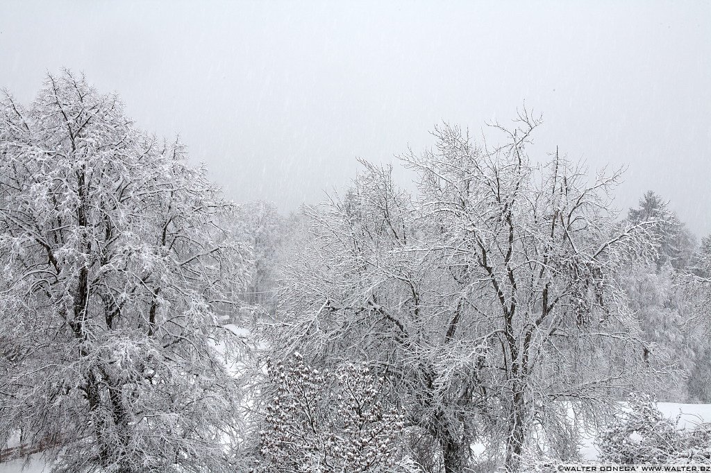 08 Sul Renon sotto la neve
