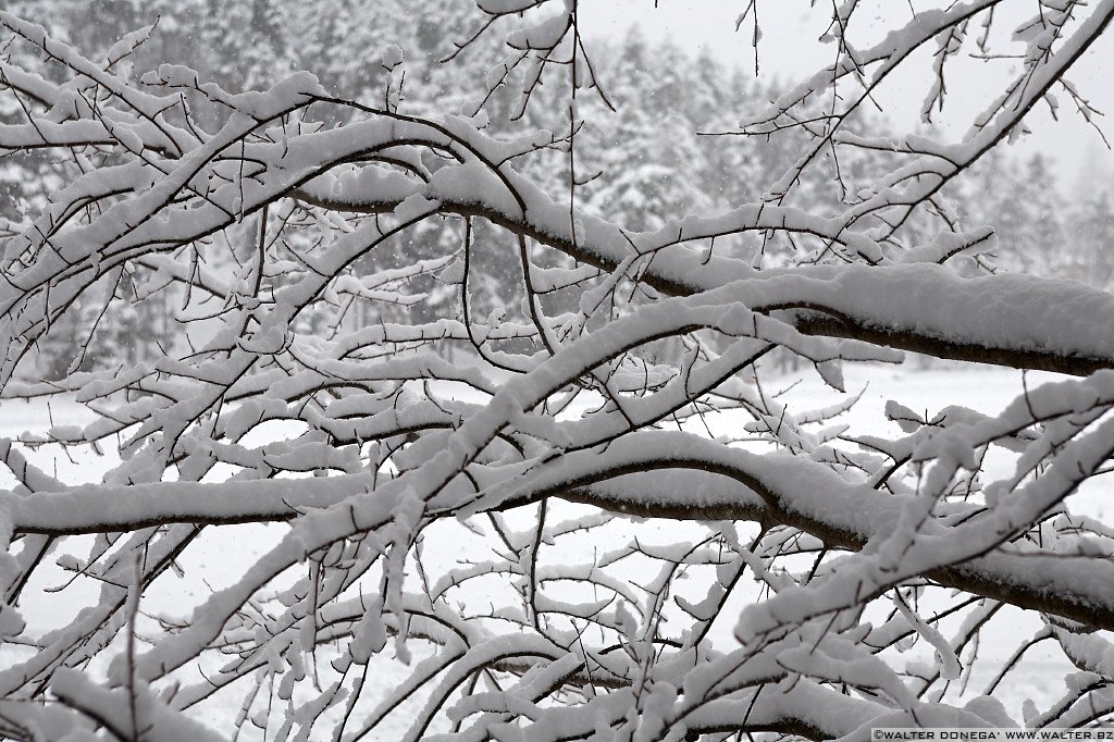 19 Sul Renon sotto la neve