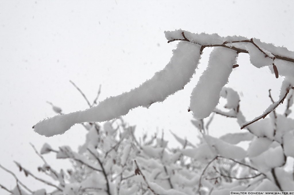 27 Sul Renon sotto la neve