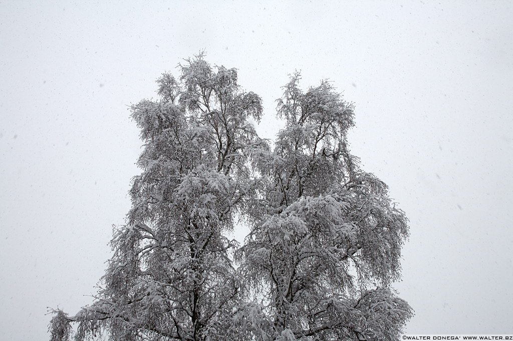 28 Sul Renon sotto la neve