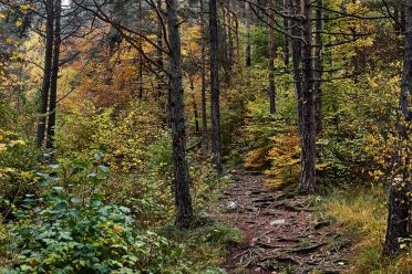 La passeggiata Freud tra Soprabolzano e Collalbo sul Renon