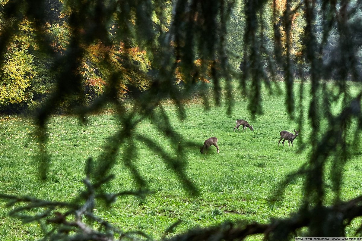  La passeggiata Freud tra Soprabolzano e Collalbo sul Renon