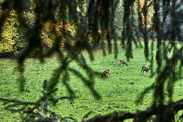 La passeggiata Freud tra Soprabolzano e Collalbo sul Renon