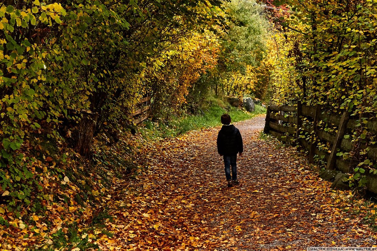  La passeggiata Freud tra Soprabolzano e Collalbo sul Renon