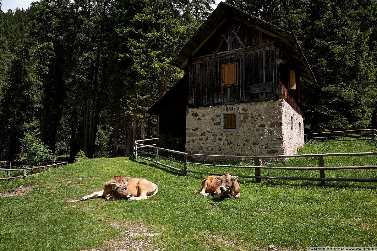  Escursione in Val di Funes Gruppo delle Odle malga Geisler e malga Casnago