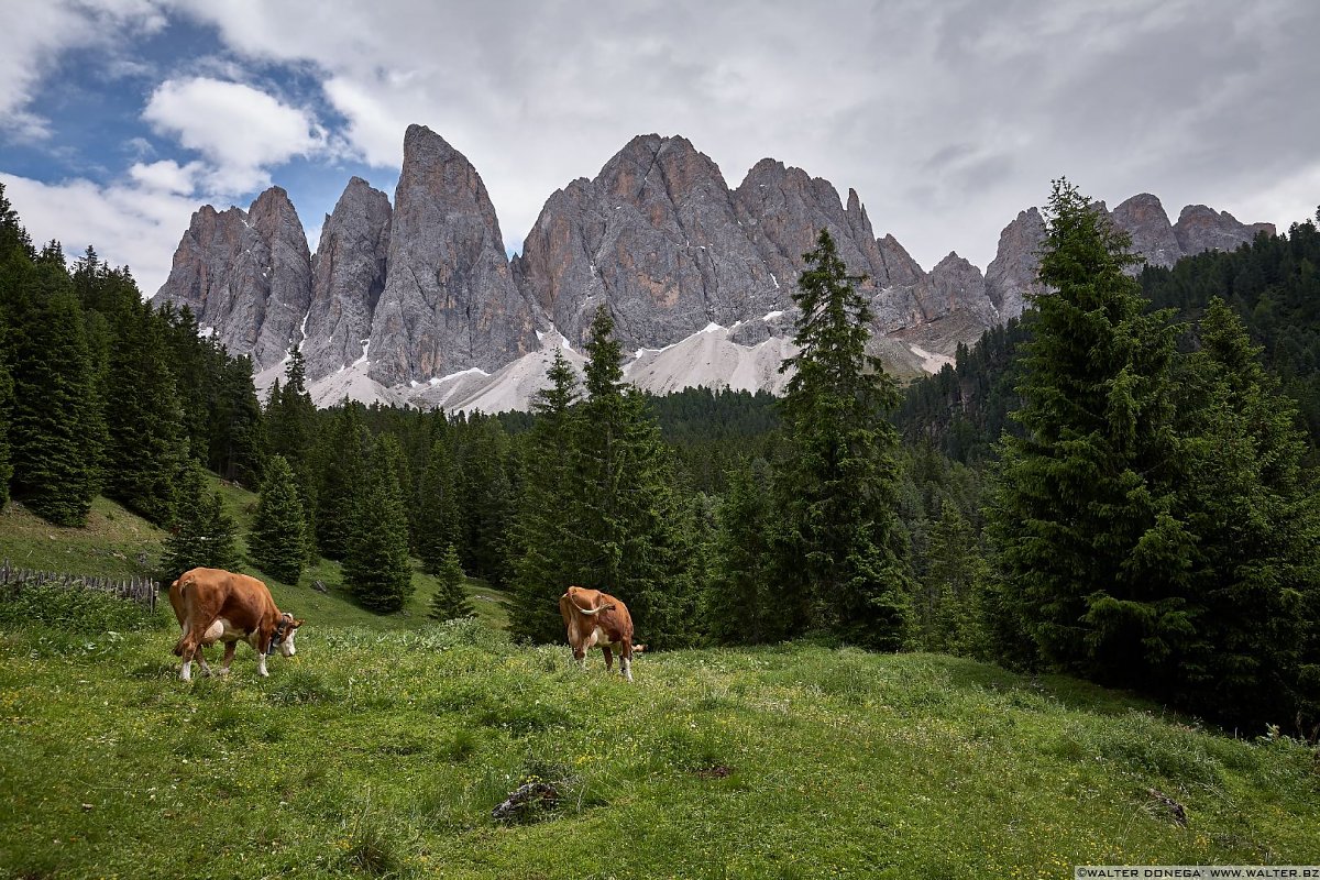  Escursione in Val di Funes Gruppo delle Odle malga Geisler e malga Casnago