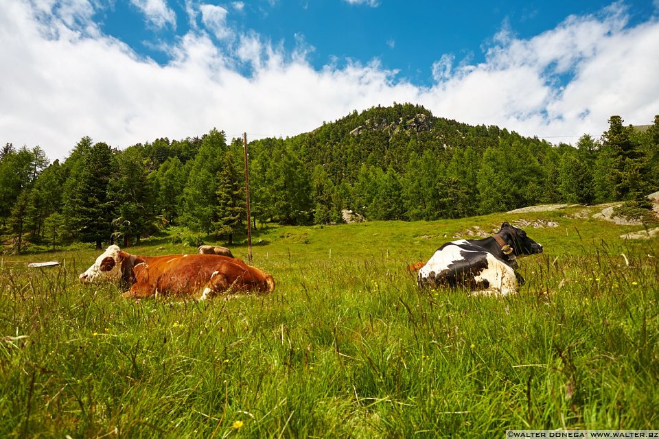 Mucche al pascolo Val Martello sino ai piedi del Cevedale