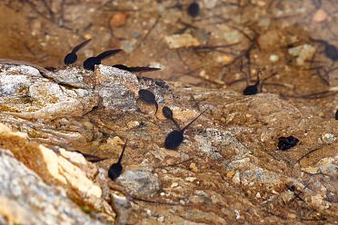 Val Martello sino ai piedi del Cevedale