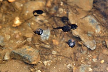 Val Martello sino ai piedi del Cevedale