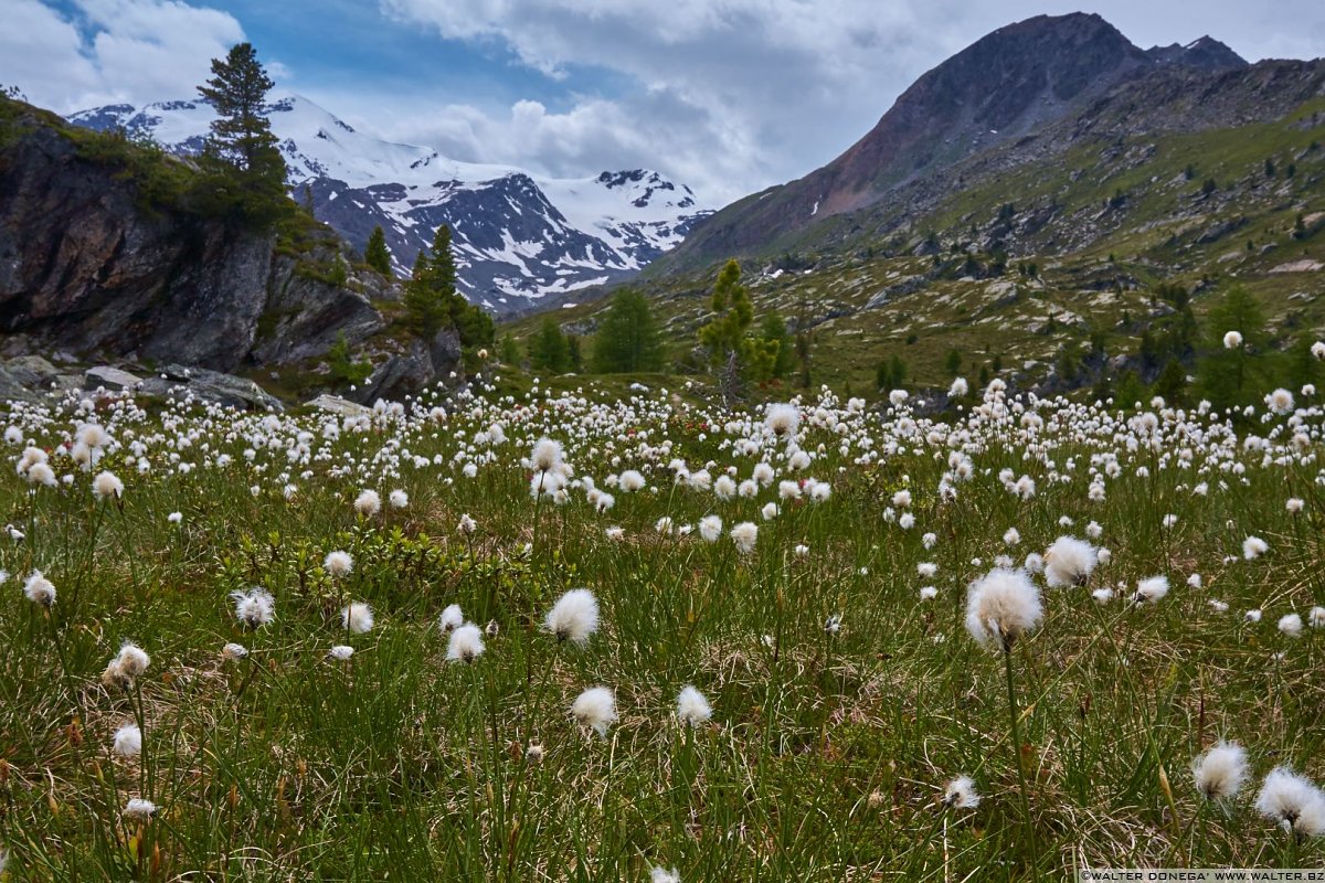 Uno splendido prato di fiori "di cotone" Val Martello sino ai piedi del Cevedale