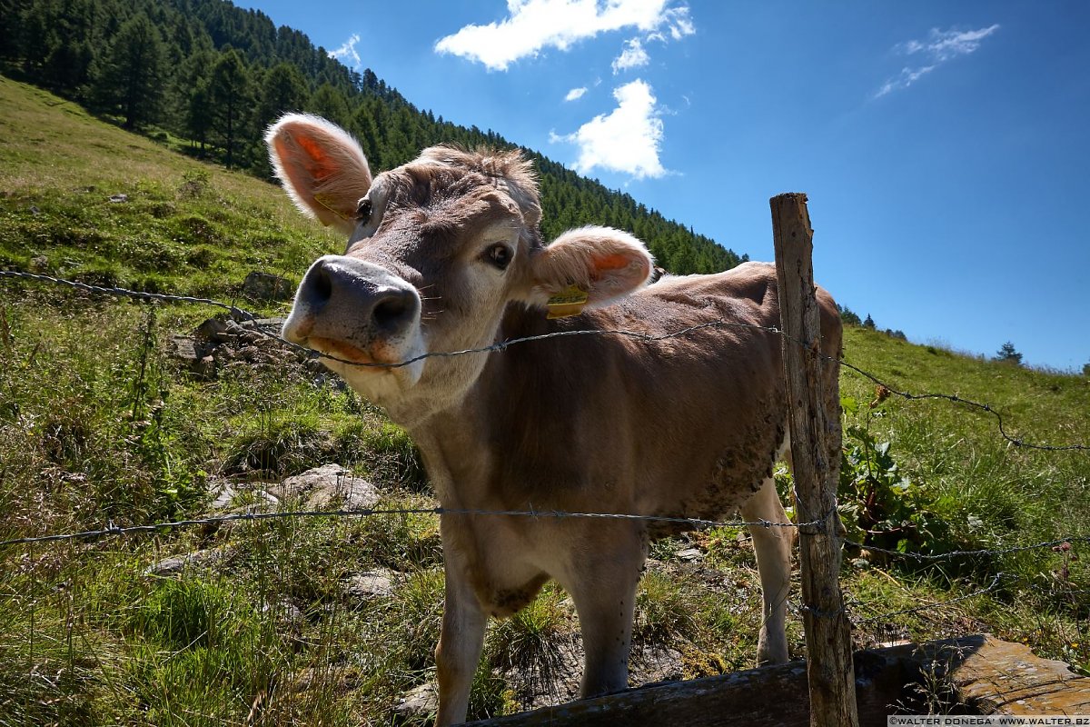  Escursione in valle d'Altafossa