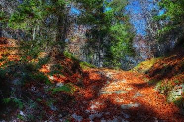 Boschi della Val di Non - prove HDR