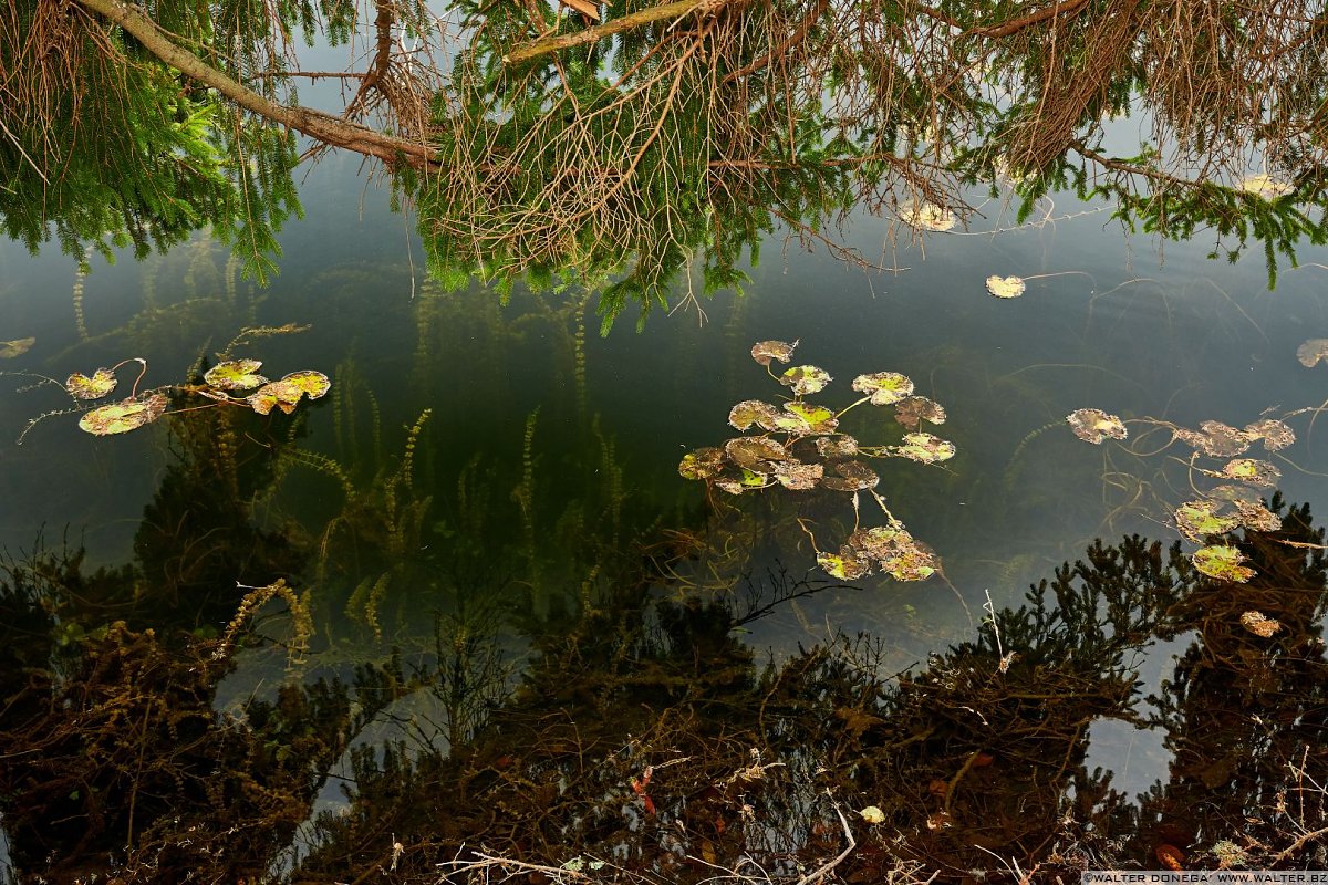  Autunno al lago di Cei ed escursione alla Malga Cimana, Cimana di Pomarolo e Dos Pagano.