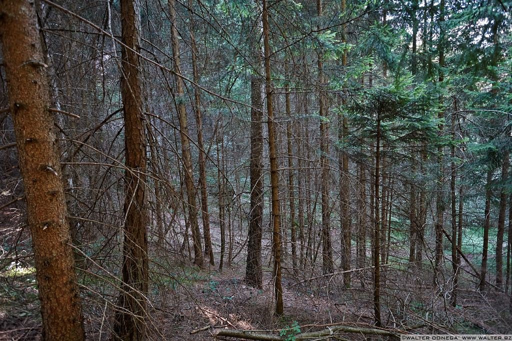 04 Passeggiata da Fondo a Dovena nella valle del torrente Novella 1999-2013