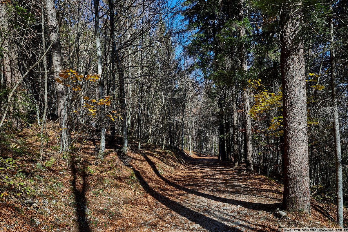  Fotografare nel bosco con la tecnica del flash fill-in