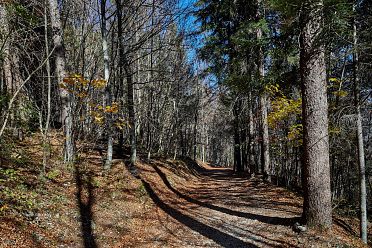 Fotografare nel bosco con la tecnica del flash fill-in