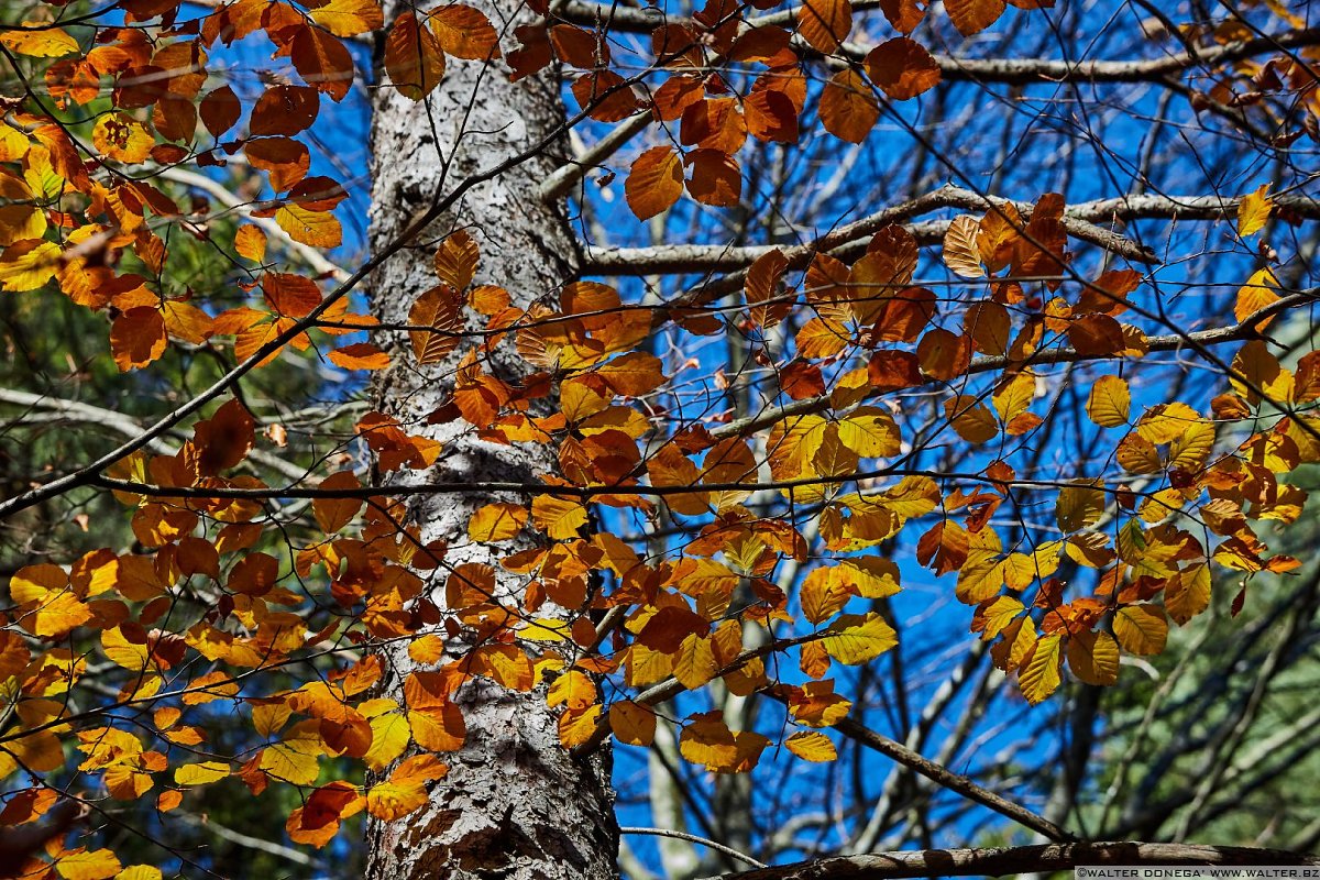  Fotografare nel bosco con la tecnica del flash fill-in