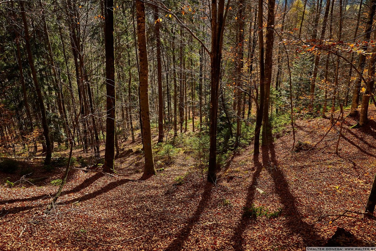  Fotografare nel bosco con la tecnica del flash fill-in