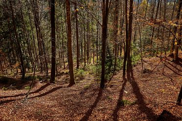 Fotografare nel bosco con la tecnica del flash fill-in