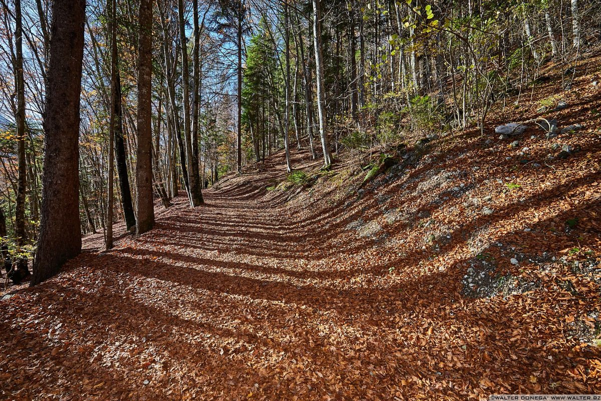  Fotografare nel bosco con la tecnica del flash fill-in