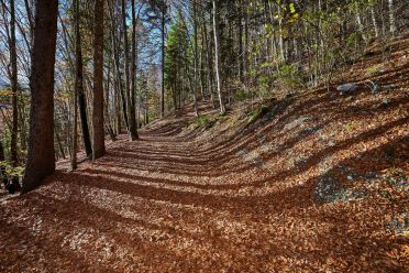 Fotografare nel bosco con la tecnica del flash fill-in