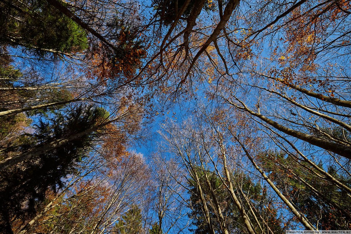  Fotografare nel bosco con la tecnica del flash fill-in