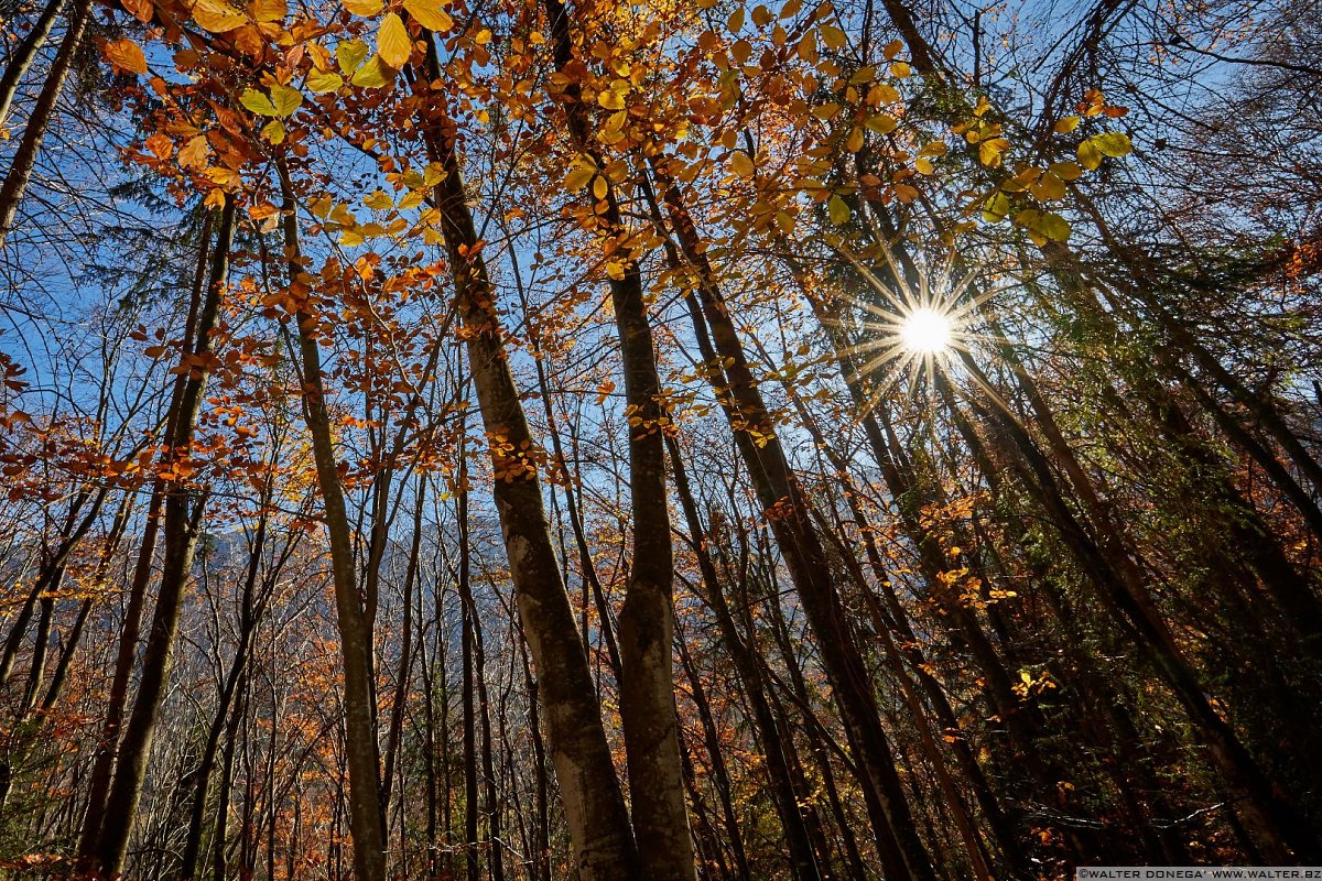  Fotografare nel bosco con la tecnica del flash fill-in