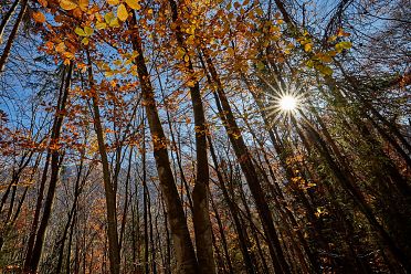 Fotografare nel bosco con la tecnica del flash fill-in