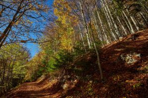 Fotografare nel bosco con la tecnica del flash fill-in