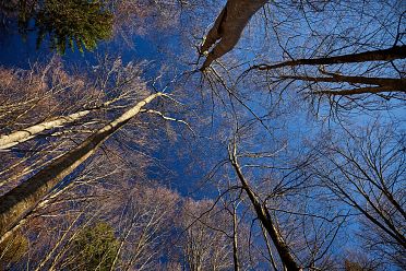 Fotografare nel bosco con la tecnica del flash fill-in