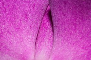 I colori dei fiori