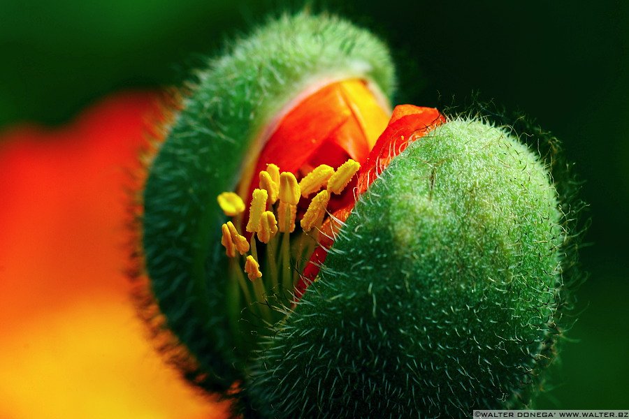 yetanotherflower I colori dei fiori
