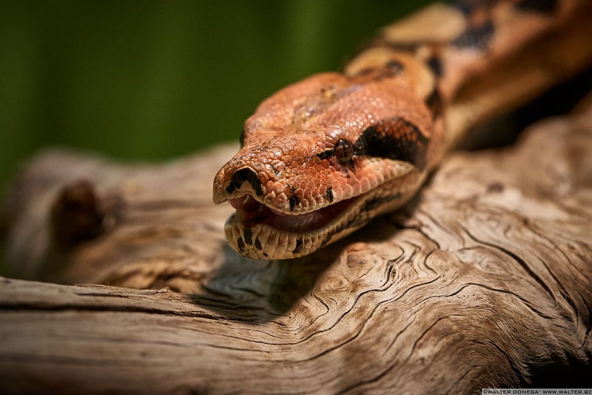 Boa coda rossa Mostra serpenti - Reptiles Nest