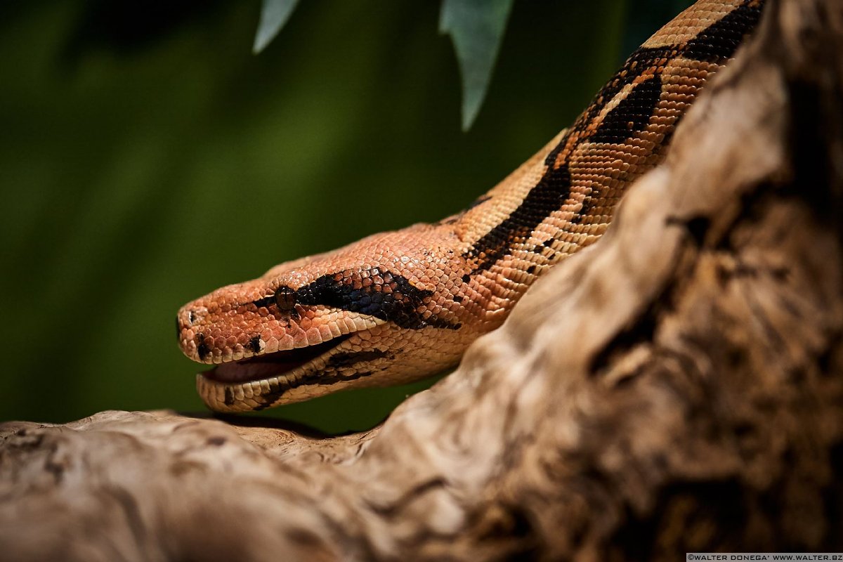 Boa coda rossa Mostra serpenti - Reptiles Nest