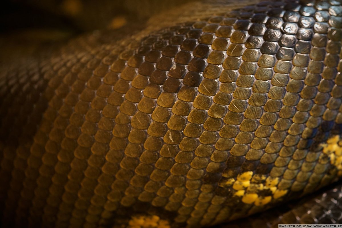 Cobra dagli occhiali Mostra serpenti - Reptiles Nest