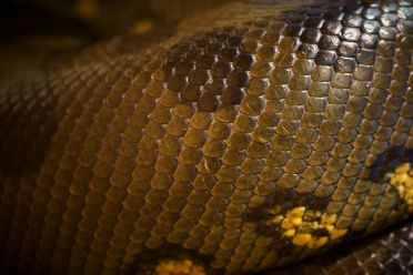 Mostra serpenti - Reptiles Nest
