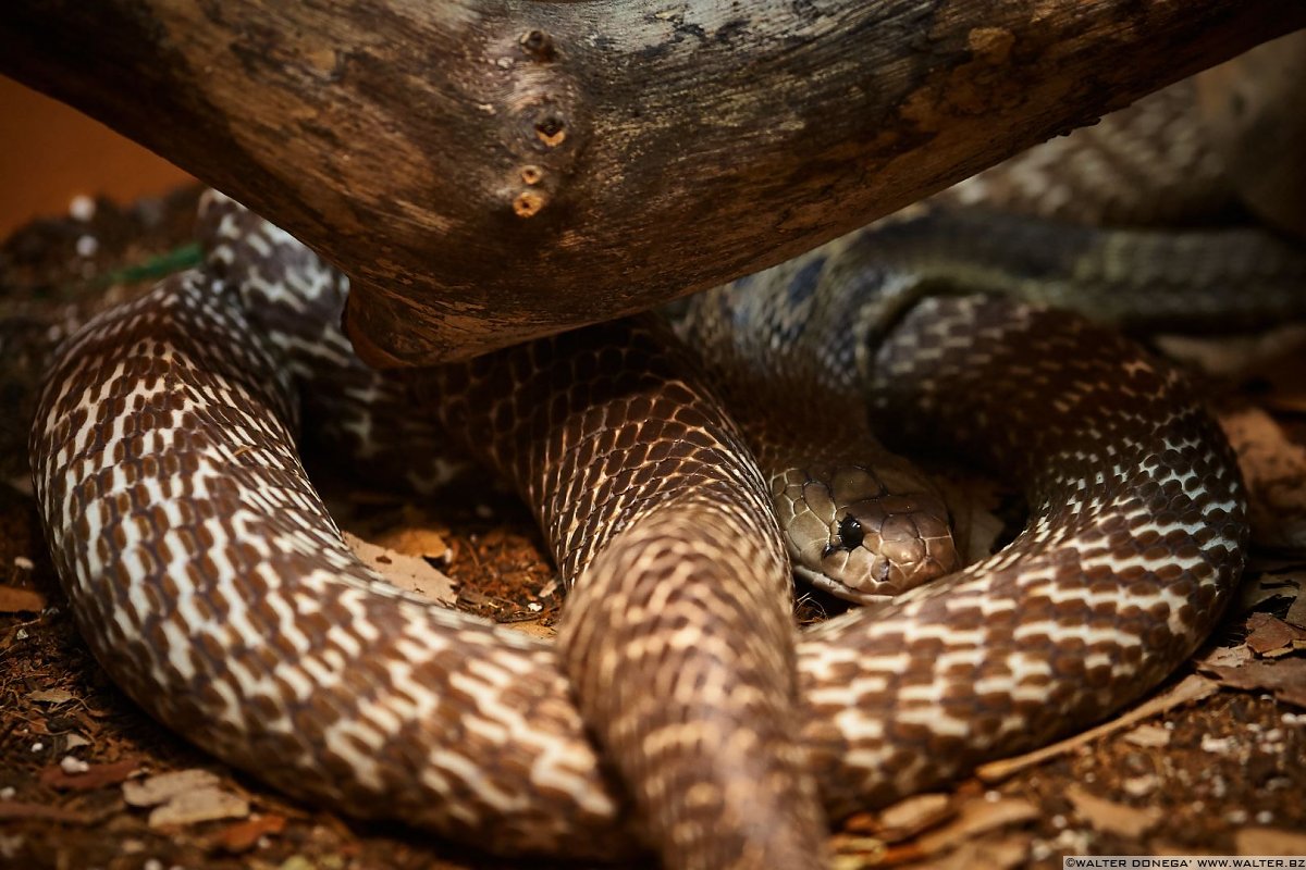 Cobra dagli occhiali Mostra serpenti - Reptiles Nest