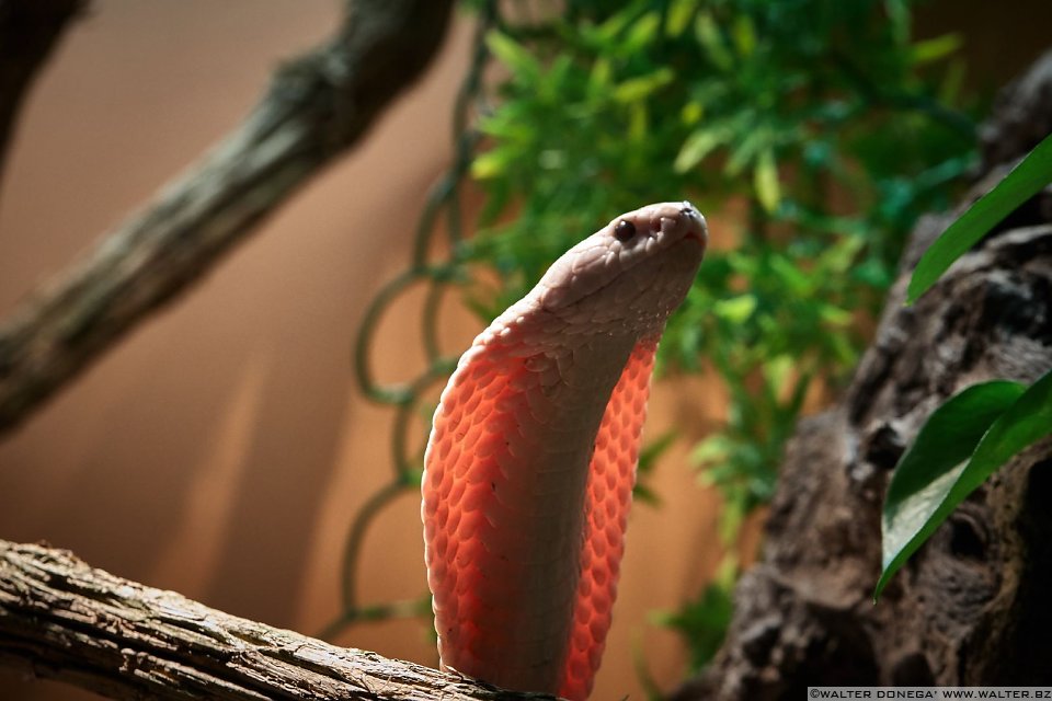 Cobra monocolo Mostra serpenti - Reptiles Nest