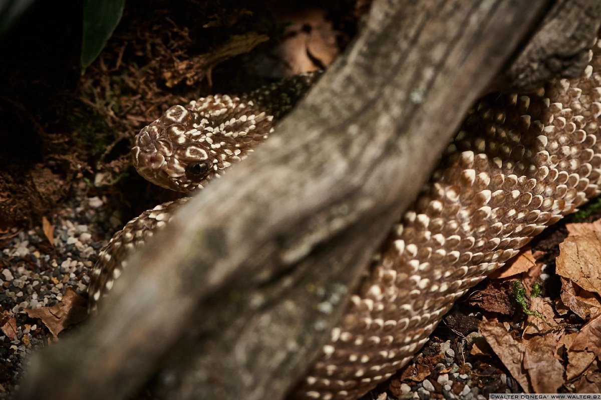 Crotalo Uracoan Mostra serpenti - Reptiles Nest