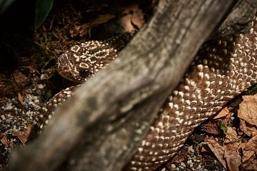 Mostra serpenti - Reptiles Nest