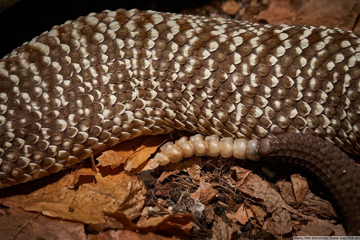 Crotalo Uracoan Mostra serpenti - Reptiles Nest