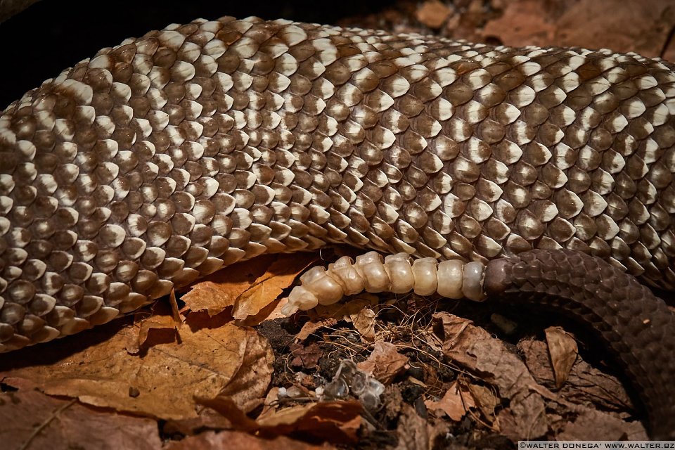 Crotalo Uracoan Mostra serpenti - Reptiles Nest