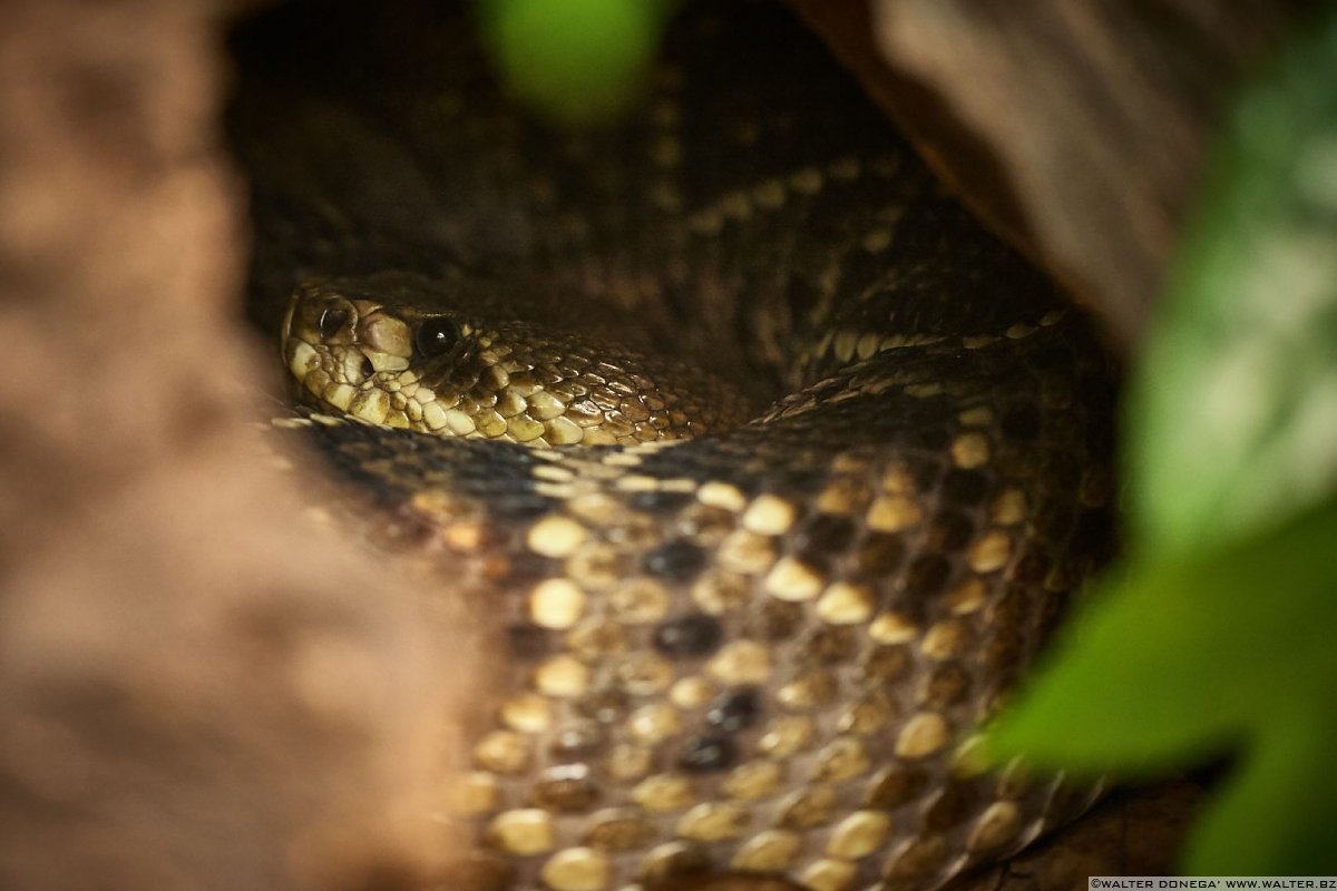 Crotalo diamantino orientale Mostra serpenti - Reptiles Nest