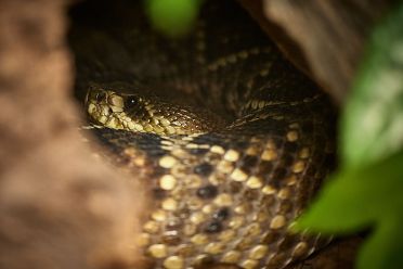 Mostra serpenti - Reptiles Nest