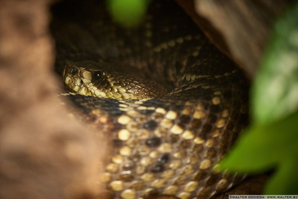 Crotalo diamantino orientale Mostra serpenti - Reptiles Nest